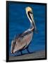 Male Brown Pelican in Breeding Plumage, Sanibel Island, Florida, USA-Charles Sleicher-Framed Photographic Print