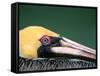 Male Brown Pelican in Breeding Plumage, Sanibel Island, Florida, USA-Charles Sleicher-Framed Stretched Canvas