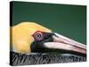 Male Brown Pelican in Breeding Plumage, Sanibel Island, Florida, USA-Charles Sleicher-Stretched Canvas