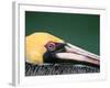 Male Brown Pelican in Breeding Plumage, Sanibel Island, Florida, USA-Charles Sleicher-Framed Photographic Print