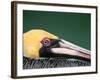 Male Brown Pelican in Breeding Plumage, Sanibel Island, Florida, USA-Charles Sleicher-Framed Photographic Print