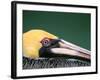 Male Brown Pelican in Breeding Plumage, Sanibel Island, Florida, USA-Charles Sleicher-Framed Photographic Print