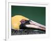 Male Brown Pelican in Breeding Plumage, Sanibel Island, Florida, USA-Charles Sleicher-Framed Photographic Print