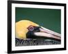 Male Brown Pelican in Breeding Plumage, Sanibel Island, Florida, USA-Charles Sleicher-Framed Photographic Print