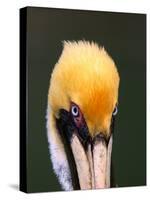 Male Brown Pelican in Breeding Plumage, Sanibel Island, Florida, USA-Charles Sleicher-Stretched Canvas