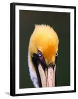 Male Brown Pelican in Breeding Plumage, Sanibel Island, Florida, USA-Charles Sleicher-Framed Premium Photographic Print