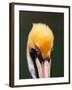 Male Brown Pelican in Breeding Plumage, Sanibel Island, Florida, USA-Charles Sleicher-Framed Photographic Print