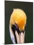 Male Brown Pelican in Breeding Plumage, Sanibel Island, Florida, USA-Charles Sleicher-Mounted Photographic Print