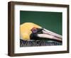 Male Brown Pelican in Breeding Plumage, Sanibel Island, Florida, USA-Charles Sleicher-Framed Photographic Print