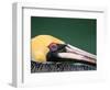 Male Brown Pelican in Breeding Plumage, Sanibel Island, Florida, USA-Charles Sleicher-Framed Photographic Print