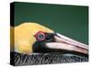 Male Brown Pelican in Breeding Plumage, Sanibel Island, Florida, USA-Charles Sleicher-Stretched Canvas