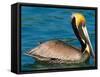 Male Brown Pelican in Breeding Plumage, West Coast of Mexico-Charles Sleicher-Framed Stretched Canvas