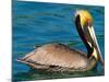 Male Brown Pelican in Breeding Plumage, West Coast of Mexico-Charles Sleicher-Mounted Photographic Print