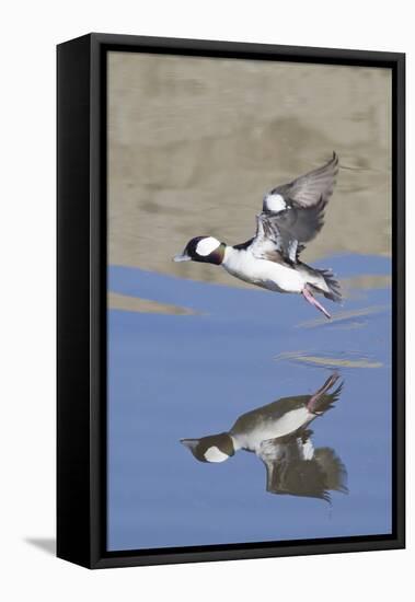 Male Bufflehead Duck Takes Off-Hal Beral-Framed Stretched Canvas