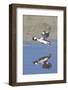 Male Bufflehead Duck Takes Off-Hal Beral-Framed Photographic Print