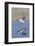 Male Bufflehead Duck Takes Off-Hal Beral-Framed Photographic Print