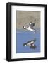 Male Bufflehead Duck Takes Off-Hal Beral-Framed Photographic Print