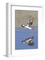 Male Bufflehead Duck Takes Off-Hal Beral-Framed Photographic Print