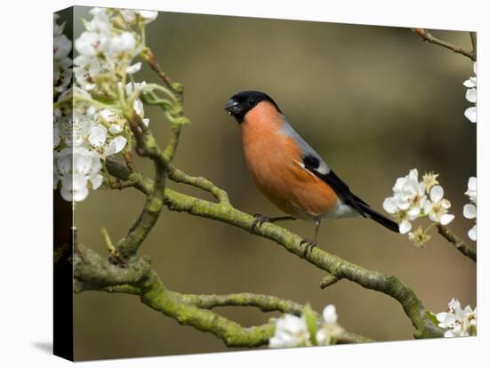 Male Bullfinch Feeding Amongst Blossom, Buckinghamshire, England-Andy Sands-Stretched Canvas