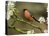 Male Bullfinch Feeding Amongst Blossom, Buckinghamshire, England-Andy Sands-Stretched Canvas