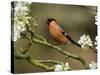 Male Bullfinch Feeding Amongst Blossom, Buckinghamshire, England-Andy Sands-Stretched Canvas