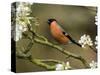 Male Bullfinch Feeding Amongst Blossom, Buckinghamshire, England-Andy Sands-Stretched Canvas