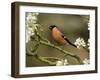 Male Bullfinch Feeding Amongst Blossom, Buckinghamshire, England-Andy Sands-Framed Photographic Print