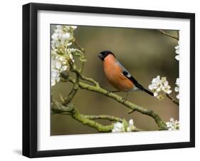 Male Bullfinch Feeding Amongst Blossom, Buckinghamshire, England-Andy Sands-Framed Photographic Print