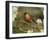 Male Bullfinch Feeding Amongst Blossom, Buckinghamshire, England-Andy Sands-Framed Photographic Print