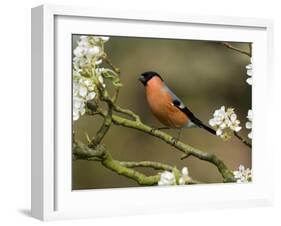 Male Bullfinch Feeding Amongst Blossom, Buckinghamshire, England-Andy Sands-Framed Photographic Print