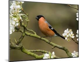 Male Bullfinch Feeding Amongst Blossom, Buckinghamshire, England-Andy Sands-Mounted Photographic Print