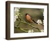 Male Bullfinch Feeding Amongst Blossom, Buckinghamshire, England-Andy Sands-Framed Photographic Print