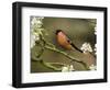 Male Bullfinch Feeding Amongst Blossom, Buckinghamshire, England-Andy Sands-Framed Photographic Print