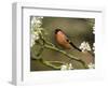 Male Bullfinch Feeding Amongst Blossom, Buckinghamshire, England-Andy Sands-Framed Photographic Print