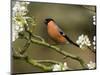 Male Bullfinch Feeding Amongst Blossom, Buckinghamshire, England-Andy Sands-Mounted Photographic Print