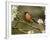 Male Bullfinch Feeding Amongst Blossom, Buckinghamshire, England-Andy Sands-Framed Photographic Print