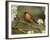 Male Bullfinch Feeding Amongst Blossom, Buckinghamshire, England-Andy Sands-Framed Photographic Print