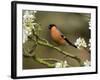 Male Bullfinch Feeding Amongst Blossom, Buckinghamshire, England-Andy Sands-Framed Photographic Print