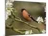 Male Bullfinch Feeding Amongst Blossom, Buckinghamshire, England-Andy Sands-Mounted Photographic Print