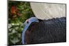 Male Bulwer's pheasant endemic to the forests of Borneo-Philippe Clement-Mounted Photographic Print