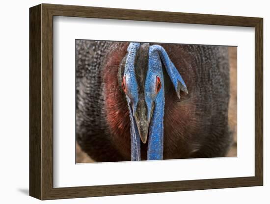 Male Bulwer's pheasant endemic to the forests of Borneo-Philippe Clement-Framed Photographic Print