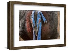 Male Bulwer's pheasant endemic to the forests of Borneo-Philippe Clement-Framed Photographic Print