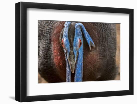 Male Bulwer's pheasant endemic to the forests of Borneo-Philippe Clement-Framed Photographic Print