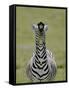 Male Burchell's Zebra Exhibits Flehmen Display to Sense Females, Kenya-Arthur Morris-Framed Stretched Canvas