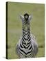 Male Burchell's Zebra Exhibits Flehmen Display to Sense Females, Kenya-Arthur Morris-Stretched Canvas