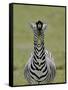 Male Burchell's Zebra Exhibits Flehmen Display to Sense Females, Kenya-Arthur Morris-Framed Stretched Canvas