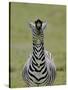 Male Burchell's Zebra Exhibits Flehmen Display to Sense Females, Kenya-Arthur Morris-Stretched Canvas