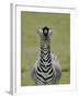 Male Burchell's Zebra Exhibits Flehmen Display to Sense Females, Kenya-Arthur Morris-Framed Photographic Print