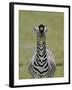 Male Burchell's Zebra Exhibits Flehmen Display to Sense Females, Kenya-Arthur Morris-Framed Photographic Print