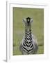 Male Burchell's Zebra Exhibits Flehmen Display to Sense Females, Kenya-Arthur Morris-Framed Photographic Print